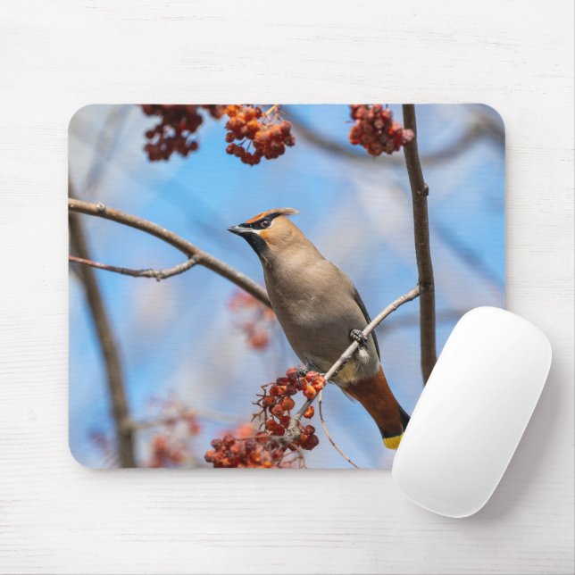 Bohemian Waxwing, Wildlife Avian Photography Mouse Pad (With Mouse)