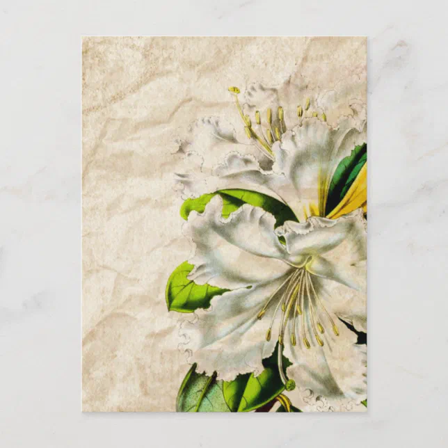 bohmeian french botanical art butterfly white lily postcard | Zazzle