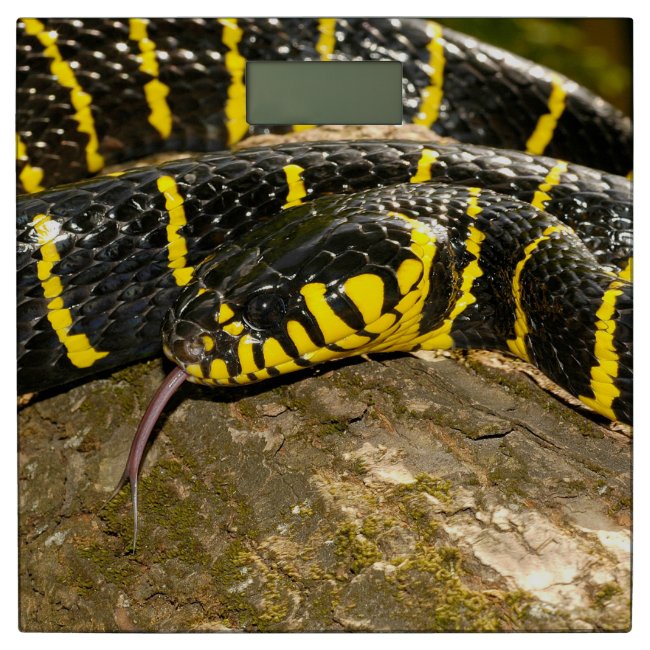 Boiga dendrophila or mangrove snake