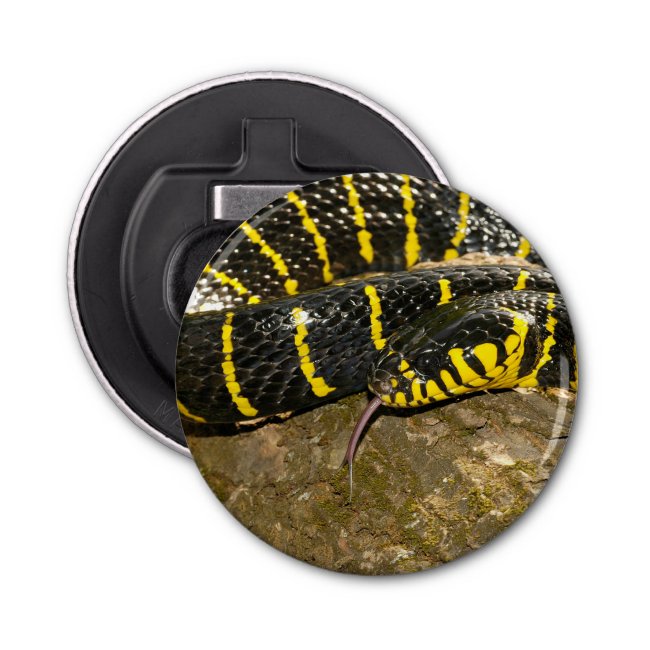 Boiga dendrophila or mangrove snake