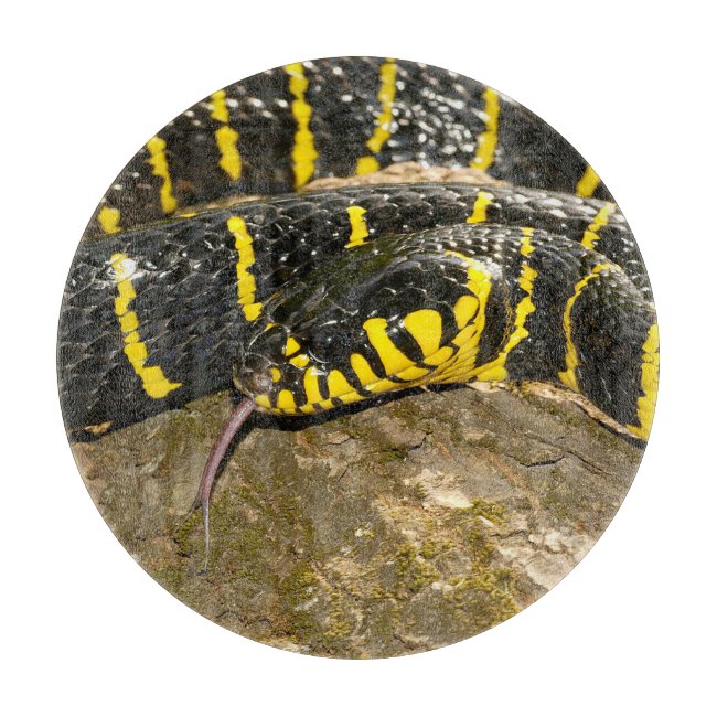 Boiga dendrophila or mangrove snake