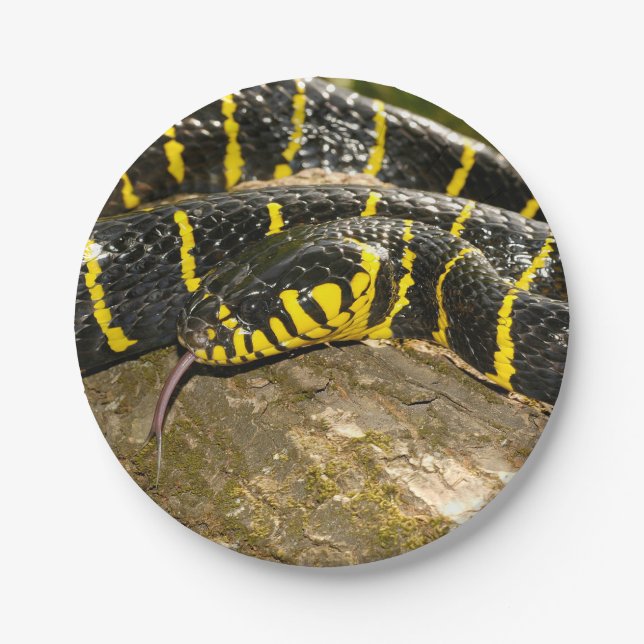 Boiga dendrophila or mangrove snake paper plates (Front)