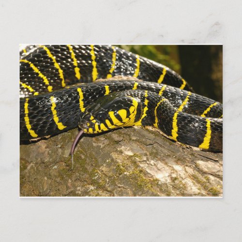 Boiga dendrophila or mangrove snake postcard