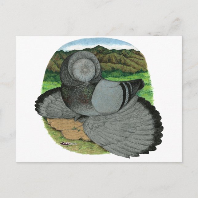 Bokhara Trumpeter Pigeon Blue Postcard (Front)