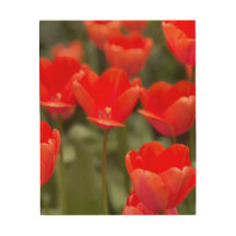 bold, beautiful tulips in New York City