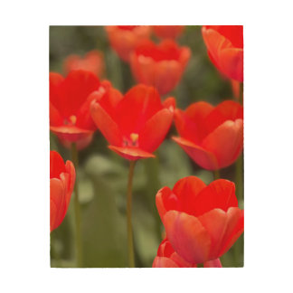 bold, beautiful tulips in New York City Wood Wall Art