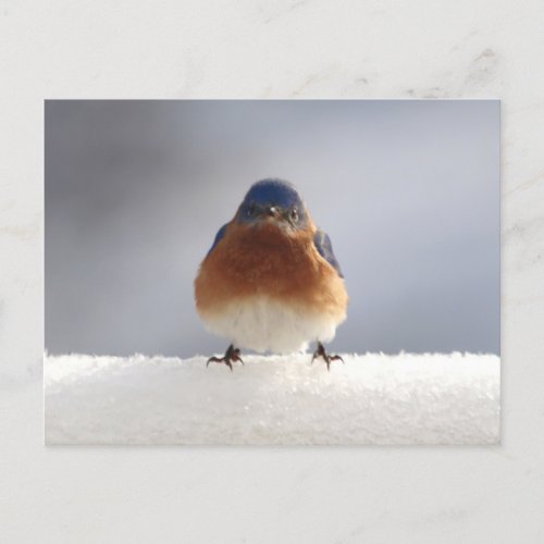 Bold Blue Bird Holiday Postcard