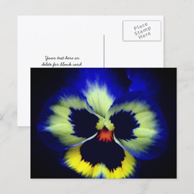 Bold Blue Pansy Flower Photography  Postcard (Front/Back)