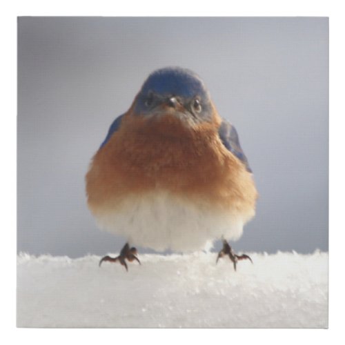 Bold Bluebird Faux Canvas Print