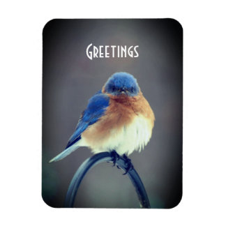 Bold Bluebird Magnet