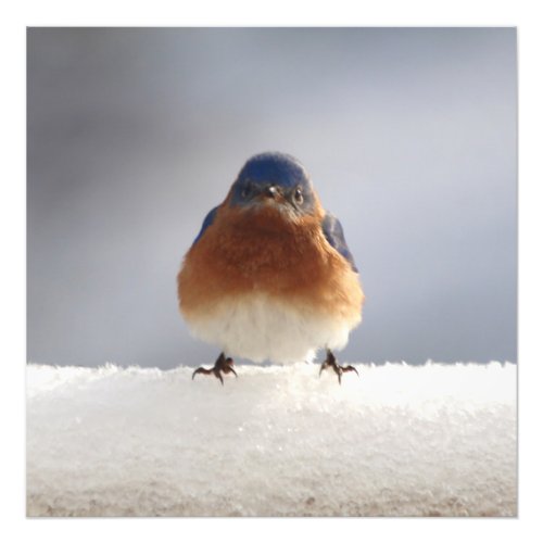 Bold Bluebird Photo Print