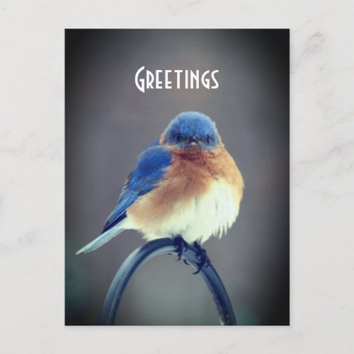 Bold Bluebird Postcard