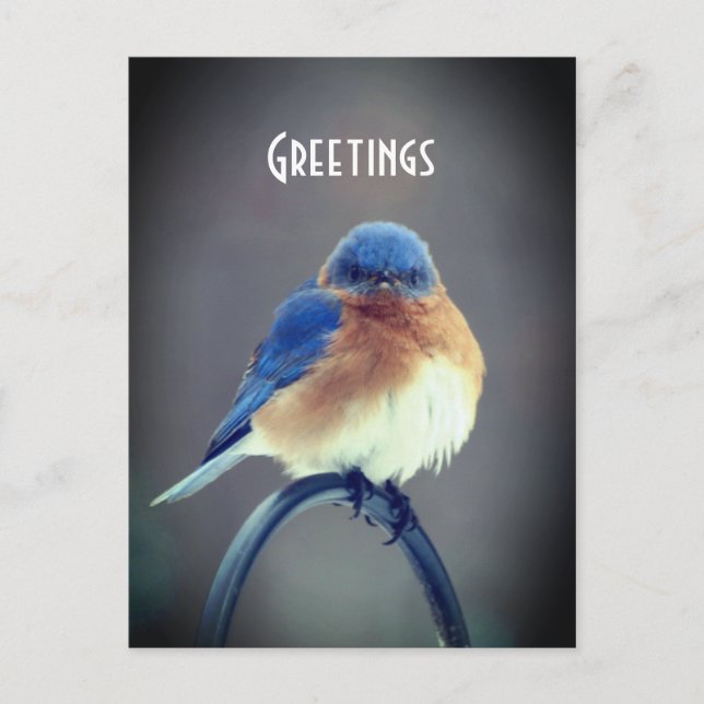 Bold Bluebird Postcard (Front)