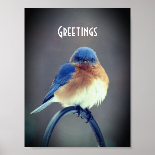 Bold Bluebird Poster