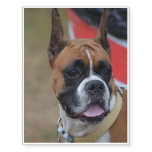 Bold Boxer Temporary Tattoos