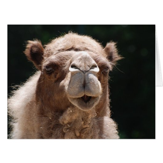 Bold Camel Cards (Front Horizontal)