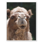 Bold Camel Temporary Tattoos