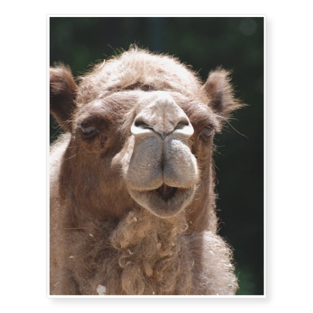 Bold Camel Temporary Tattoos (Front)