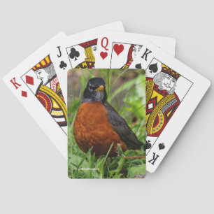 Bold Curious American Robin in Green Grass Poker Cards