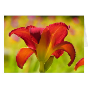 Bold Lily - Daylily Cards