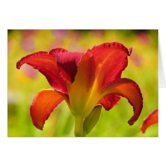Bold Lily - Daylily Cards (Front Horizontal)