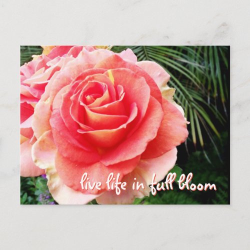 Bold pink rose photo live life in full bloom quote postcard