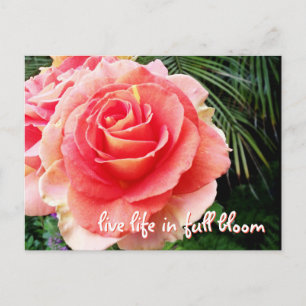 Bold pink rose photography live life in full bloom postcard