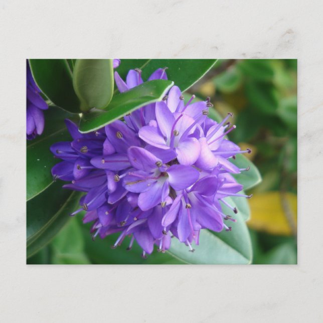 Bold purple flower at Clifden, Ireland Postcard (Front)