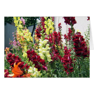Bold Rocket Snapdragons Cards
