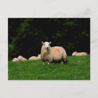 Bold Sheep Postcard