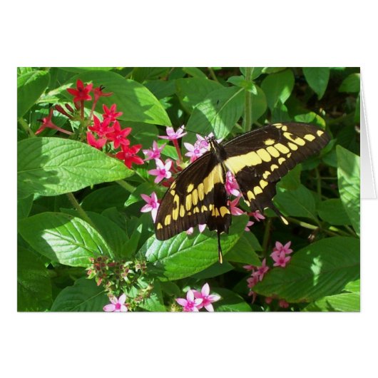 Bold Wings Cards (Front Horizontal)