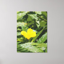 Bold Yellow Flower Among Green Leaves