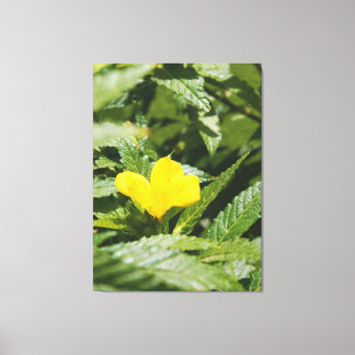 Bold Yellow Flower Among Green Leaves Canvas Print