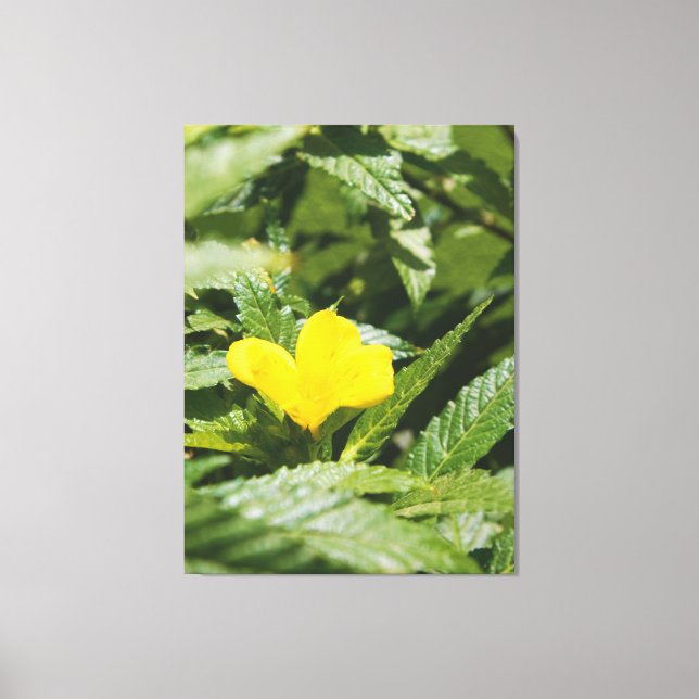 Bold Yellow Flower Among Green Leaves Canvas Print (Front)