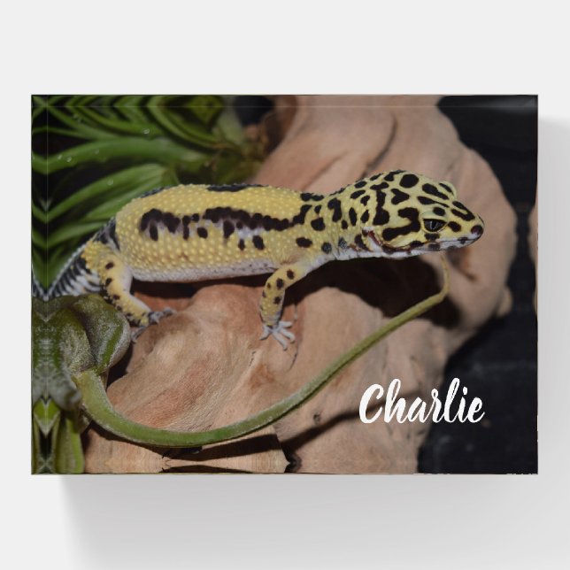 Bold Yellow Leopard Gecko Paperweight (Front)