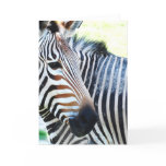 Bold Zebra Greeting Card
