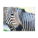 Bold Zebra Postcard