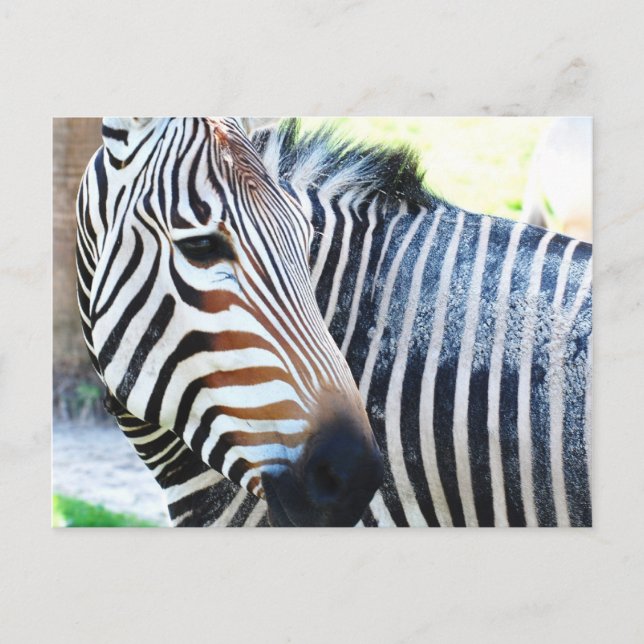 Bold Zebra Postcard (Front)