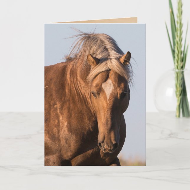 Bolder's Pride Wild Horse Greeting Card (Front)