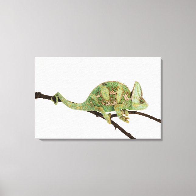 Boldly coloured chameleon with characteristic 2 canvas print (Front)
