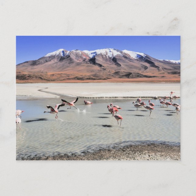 Bolivia landscape photograph with flamingos postcard (Front)