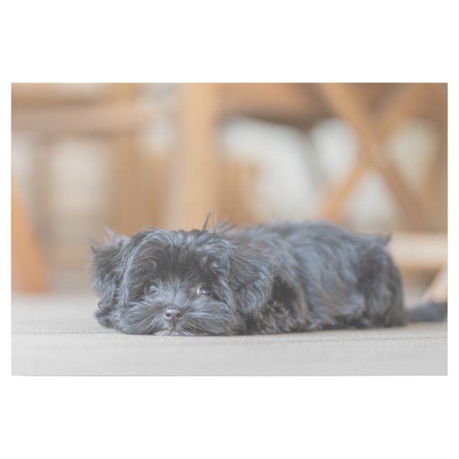 Bolonka Welpe Gallery Wrap (Front)