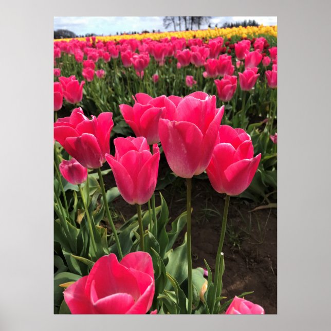 Bolray Price Tulips, Oregon Poster (Front)