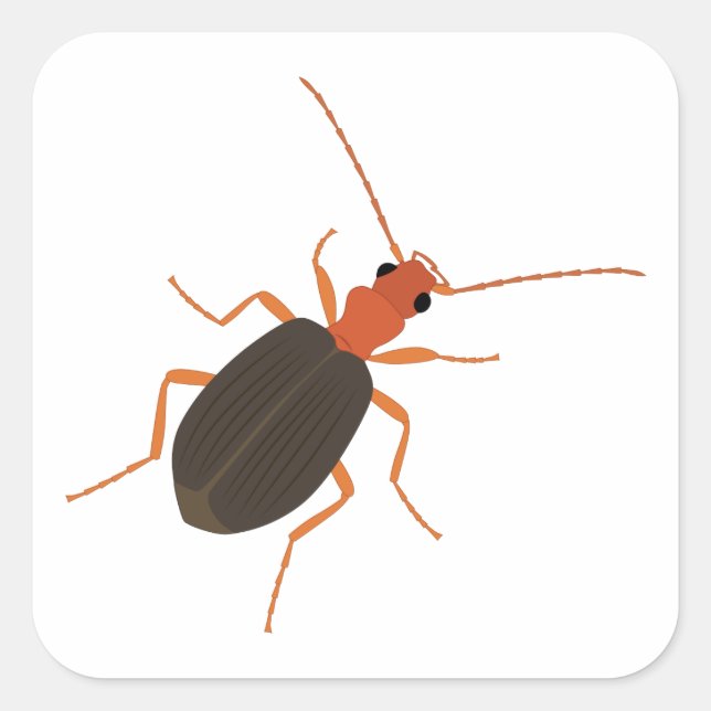 Bombardier beetle square sticker (Front)