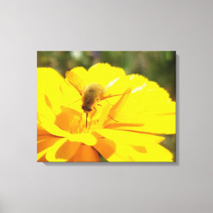 Bombyliida Pollinating Bright Yellow Flower Canvas Print