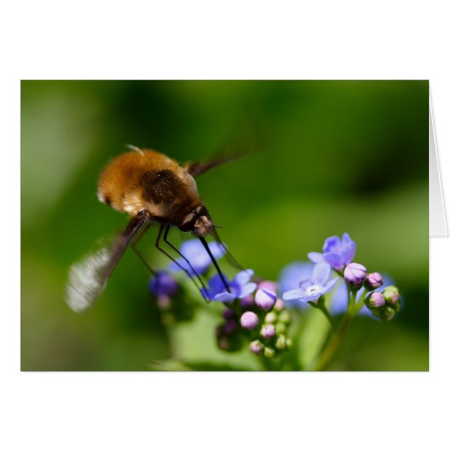 Bombylius major cards (Front Horizontal)