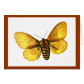 Bombyx quercus female (Front Horizontal)