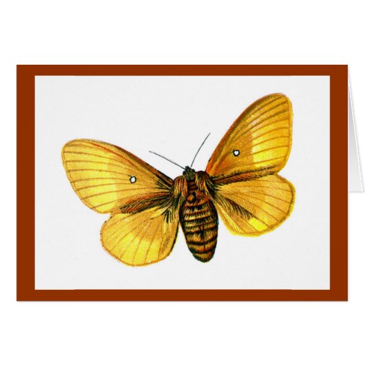 Bombyx quercus female (Front Horizontal)