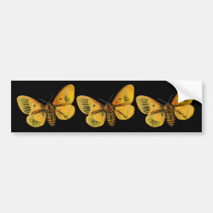 Bombyx quercus female bumper sticker