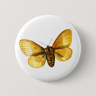 Bombyx quercus female button